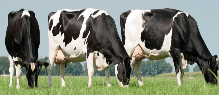 Animal tracking with GPS collars